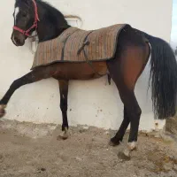 اسب نریان شش دانگ