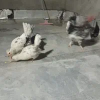 مرغ خروس  گلین چهل تاج ریشو