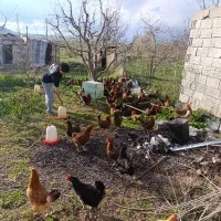 تخم مرغ طبیعی