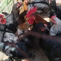 مرغ تخم گذار