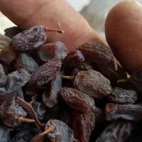 فروش کشمش وافتابی بوانات فروش بالای 100 کیلو|خوردنی و آشامیدنی|خرم بید, |دیوار