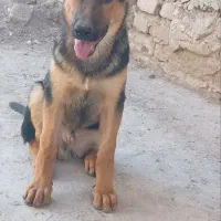 سگ ژرمن|سگ|کرمان, |دیوار