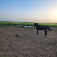 اسب کرد نر|اسب و تجهیزات اسب‌سواری|کبودرآهنگ, |دیوار