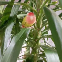 طوطی برزیلی زرنگ|پرنده|قدس, شهر‌قدس|دیوار