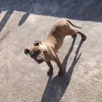 پیت‌بول. سگ