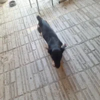 سگ پیت بول