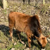 گاو دورگ همراه با گوساله نر|حیوانات مزرعه|رشت, منظریه|دیوار