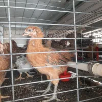 جوجه مرغ خروس بومی محلی تخمگذار لوهمن آمروک پاسیاه|حیوانات مزرعه|شیراز, دودمان|دیوار