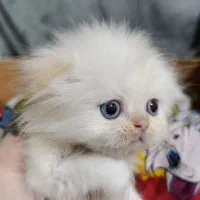 گربه اسکاتش پرشین