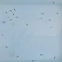 بچه ماهی گوپی مشکی بلک همه باهم