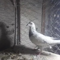 پرشی جغتای|پرنده|خور (اصفهان), |دیوار