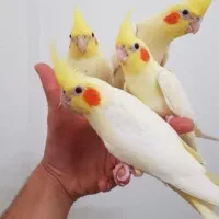 جوجه طوطی عروس هلندی