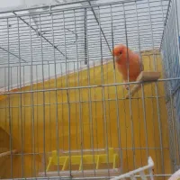 قناری رد فکتور