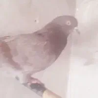 ۱۰ عدد کبوتر پزشی|پرنده|مهدی شهر, |دیوار