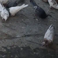 کبوتر فروشی