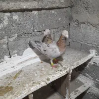 دوجفت کبوتربرای برکت