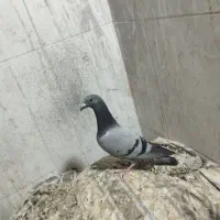 جوجه سبز