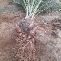 دمیت استعمران