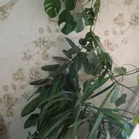 گیاه طبیعی
