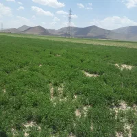یونجه|عمده‌فروشی|لنجان, |دیوار