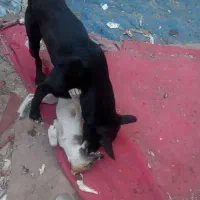 سگ نگهبان|سگ|تهران, فلاح|دیوار