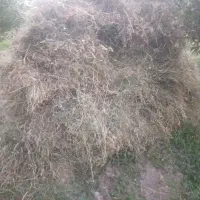 علف یونجه