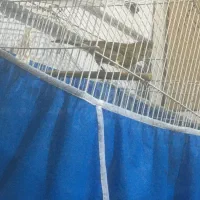 قناری نرسبز|پرنده|اصفهان, قلعه طبره|دیوار