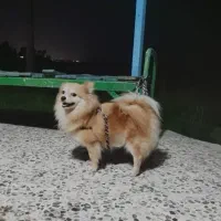 سگ پامر شناسنامه دار|سگ|نوشهر, |دیوار