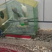 عروس هلندی