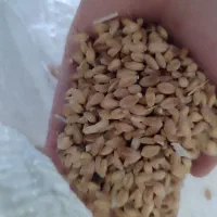 گندم|خوردنی و آشامیدنی|بروجرد, |دیوار