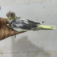 جوجه طوطی کوتوله و عروس هلندی|پرنده|بندرعباس, |دیوار