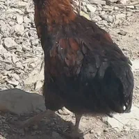 فروش یدونه جوجه خروس سالم و سرحال