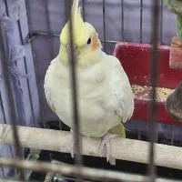 پرنده|پرنده|چمران, |دیوار
