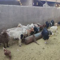 بره وبزغاله خوراک خور میش شال بز آبستن|حیوانات مزرعه|قم, شهر قائم|دیوار