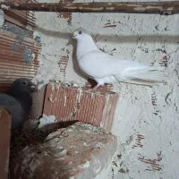 صید شده ماده