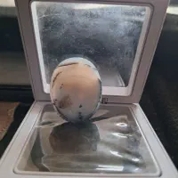 شجر تک درخت|جواهرات|زنجان, |دیوار