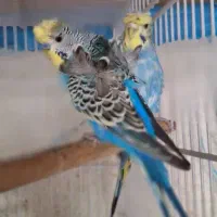 مرغ عشق پروانه ای|پرنده|بندرعباس, |دیوار