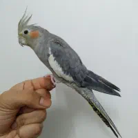 عروس ماده دستی