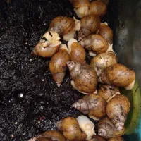 فروش حلزون آچاتینا آلبینو|خزنده|مشهد, پنجتن|دیوار