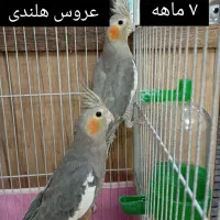 یک جفت عروس هلندی