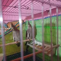 عروس هلندی و مرغ عشق