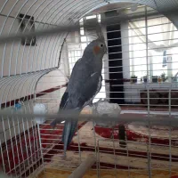 عروس هلندی دستی نر