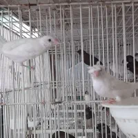 فنچ بنگالی سفید کاکلی|پرنده|مشهد, ایثار|دیوار