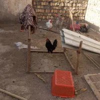 گلین|حیوانات مزرعه|قم, تعویض پلاک|دیوار