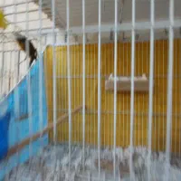 قناری نر مست بخون معاوضه با انگشتر نقره|پرنده|مشهد, چهارچشمه|دیوار