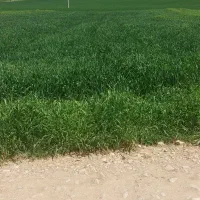 2000 متر جاده اولادقباد چیا گندم|فروش زمین و ملک کلنگی|کوهدشت, |دیوار