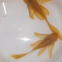 کت مولد پوزه بوته ای سوپر باله آلبینو