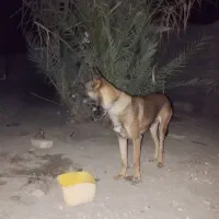 سگ مالینویز نر