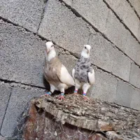 کبوتر طوقی|پرنده|وحدتیه, |دیوار