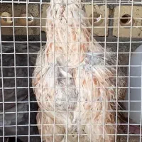 لاری فریمان